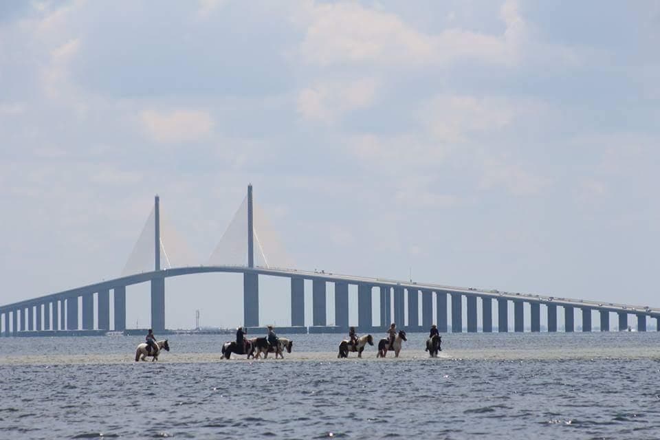 Horseback riders wading in shallow bay near large cable bridge