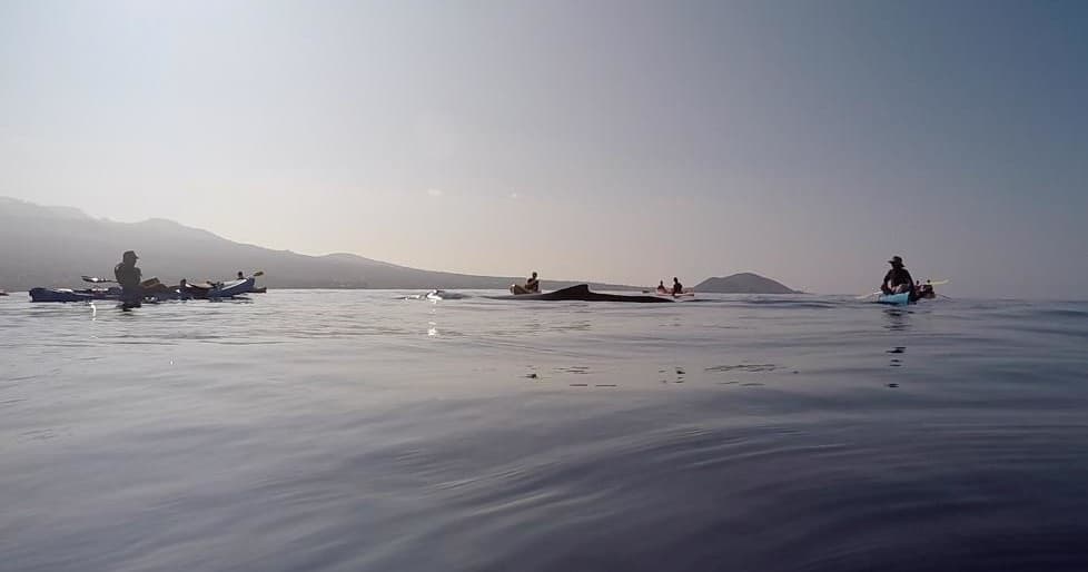 Honolua Expedition: Kayak, Snorkel & Swim with Dolphins in Kihei