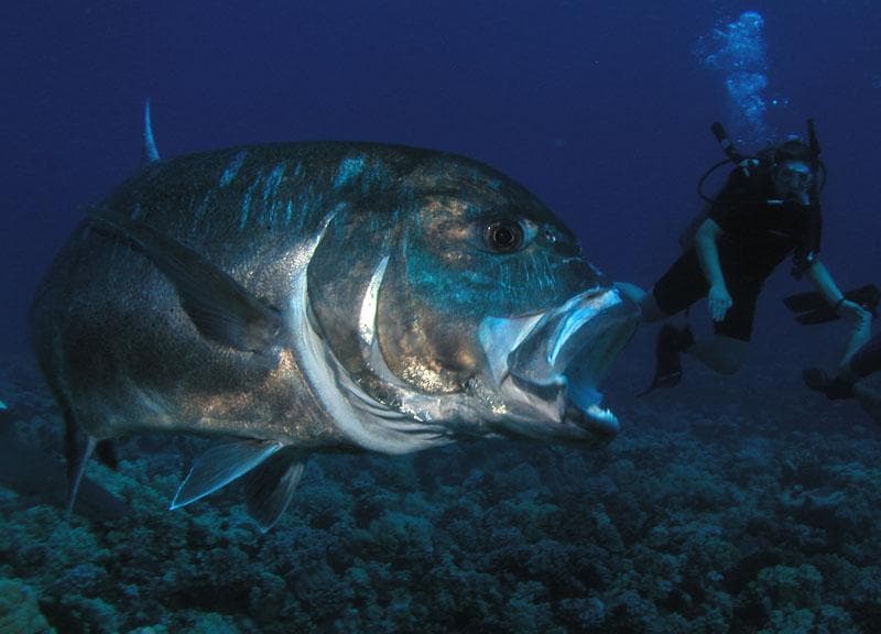 Giant trevally fish and scuba diver over coral reef in Maui