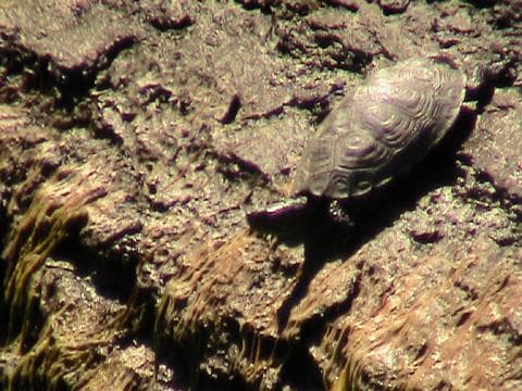Turtle basking on rocky intertidal ledge during tidepool exploration