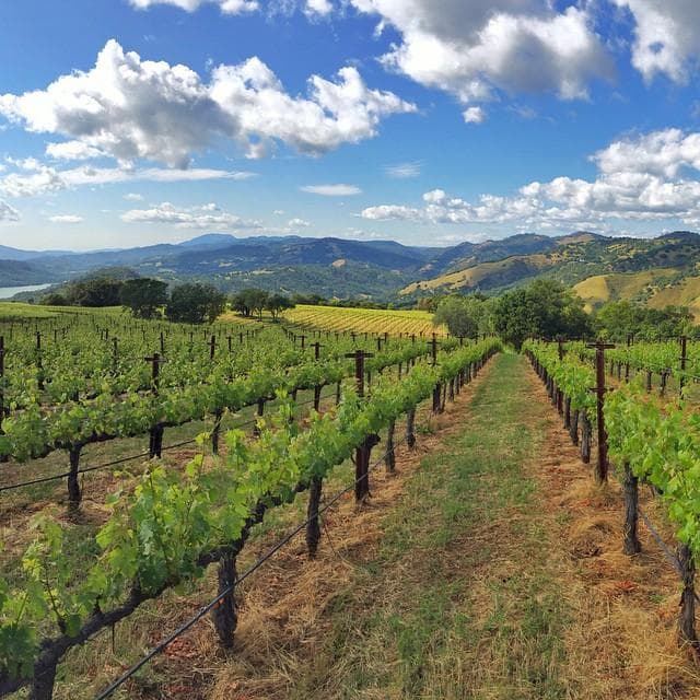 Wine Tour Adventures with Max Napa Tours in San Francisco