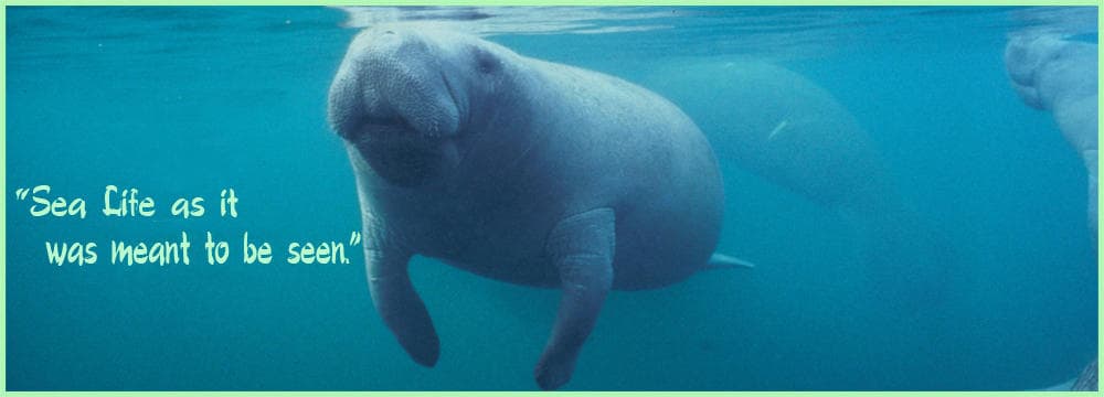 Manatee swimming underwater near snorkelers in clear sea