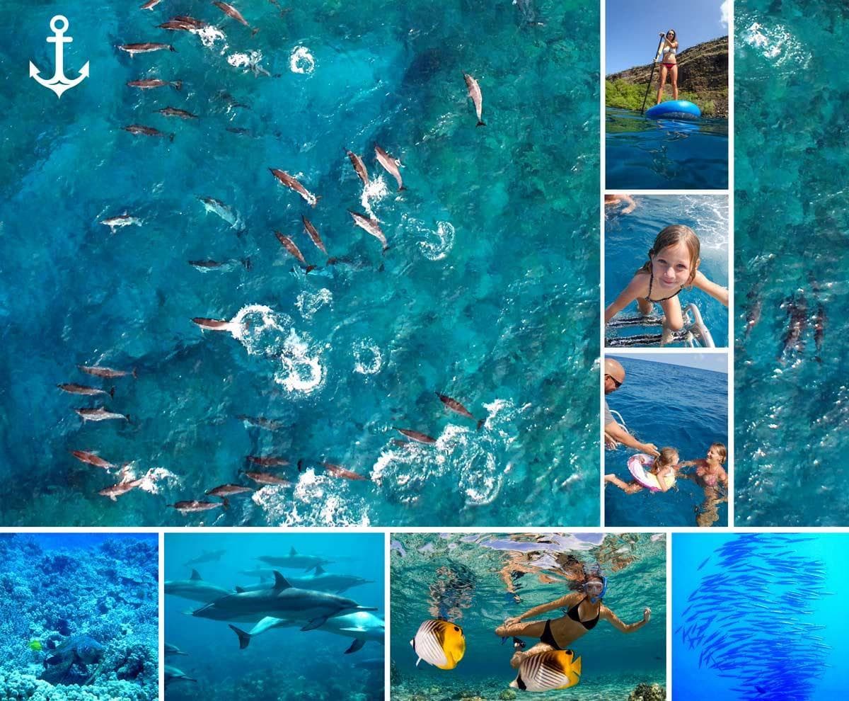 Ali'i Ocean Tours’ K-Bay Snorkel & Dolphin Encounter