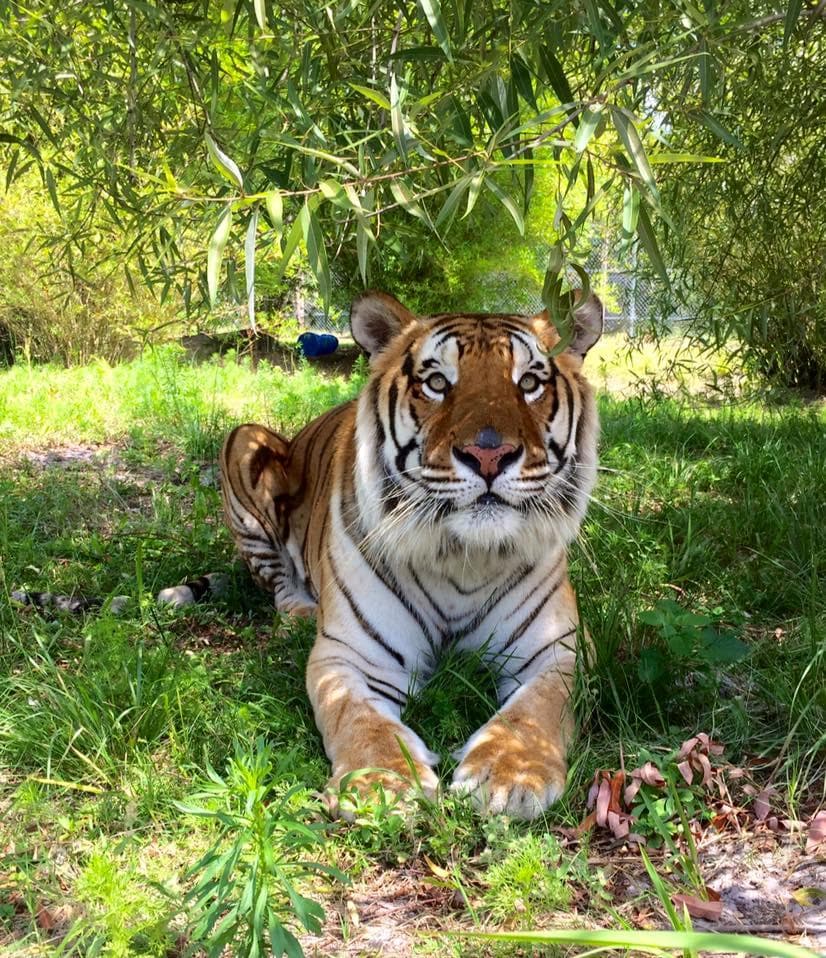 Bengal tiger resting in grassy sanctuary enclosure outdoors
