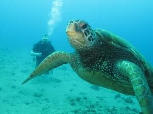 Makena Coast Charters fleet