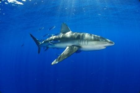 Shark swimming in clear open ocean during cage-diving encounter