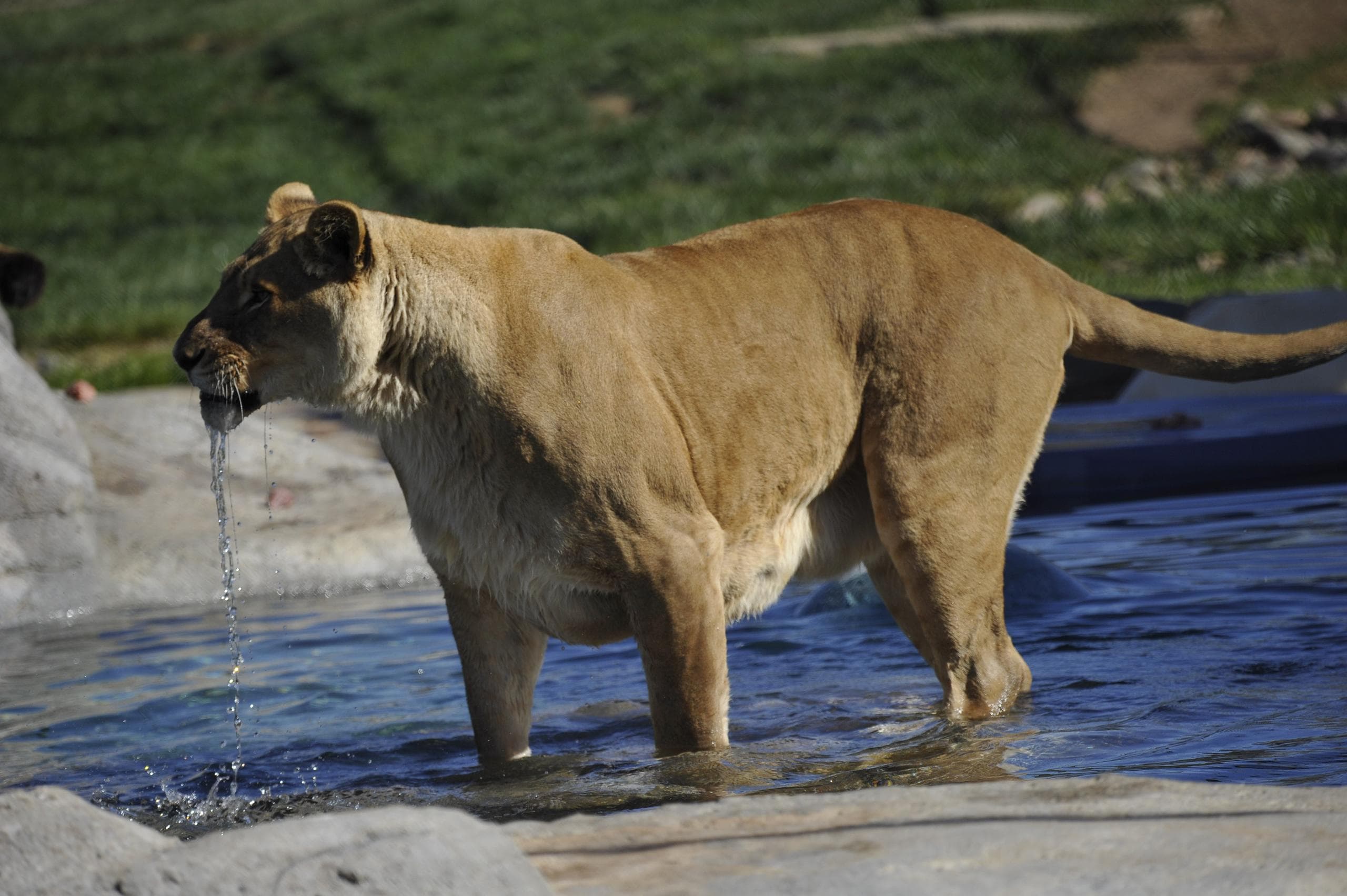 Lioness wading through shallow water at wildlife park