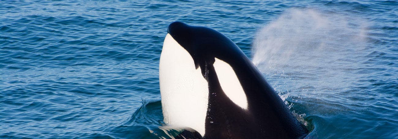 Orca surfacing near the waterline close to a whale-watching boat