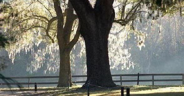 Historical Plantation Tours & Cultural Walks in Charleston