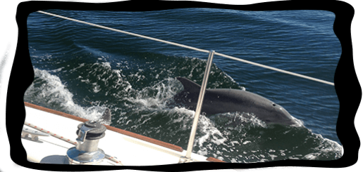 Dolphins and Blue Angels: Jolly Explorer Pensacola Bay Dolphin and Practice Cruise photo 1