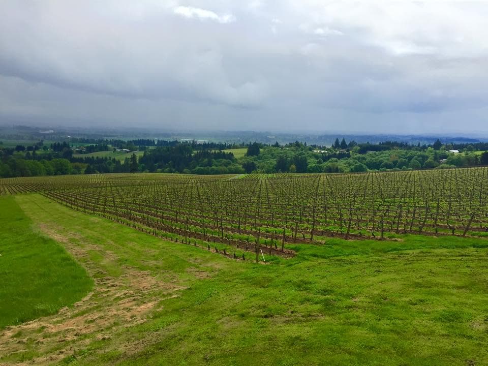 Neat vineyard rows stretching over hills, scenic tasting tour
