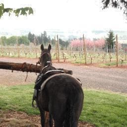 Harnessed draft horse standing near vineyard path, rear view