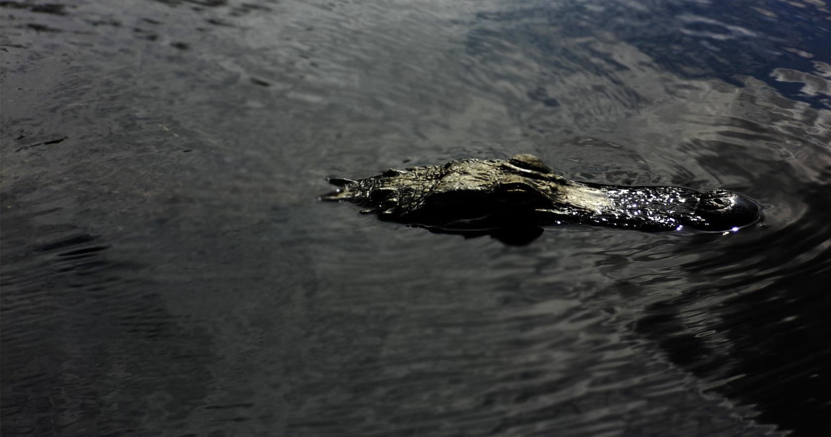 Afternoon Everglades Tour | Airboat in Hallandale Beach, Florida photo 1