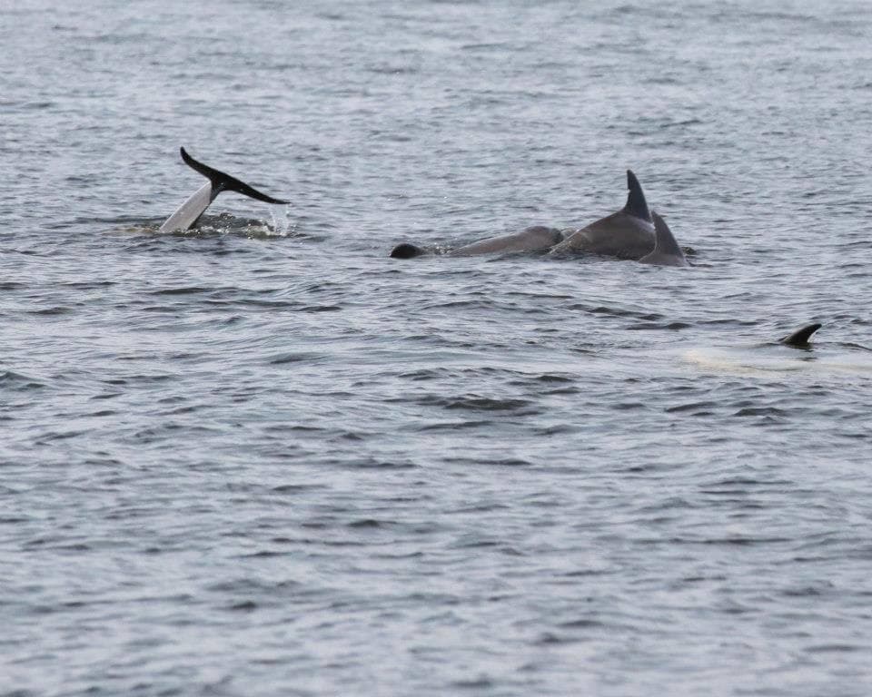 Dolphin Cruise Adventure in Pensacola, Florida photo 1
