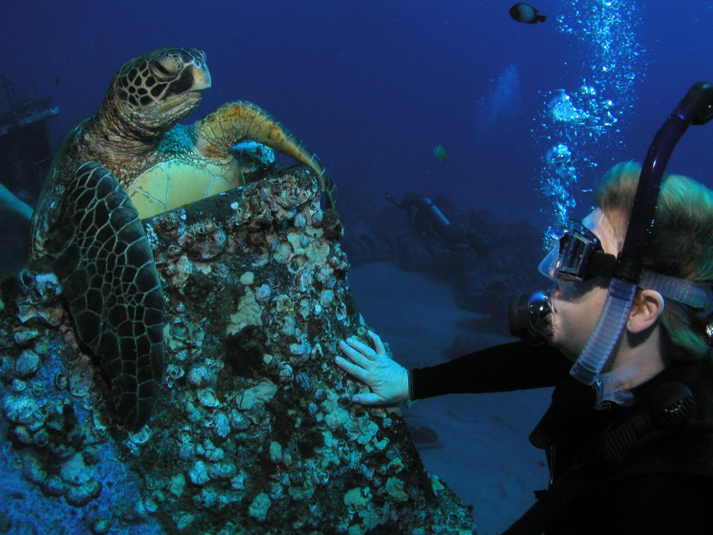 Diver touching green sea turtle on reef during Maui dive