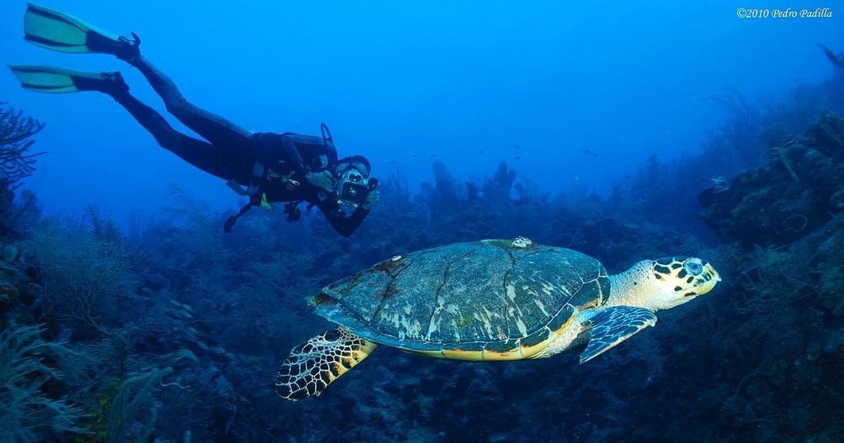 Scuba Diving Adventures with Island Scuba in Guánica