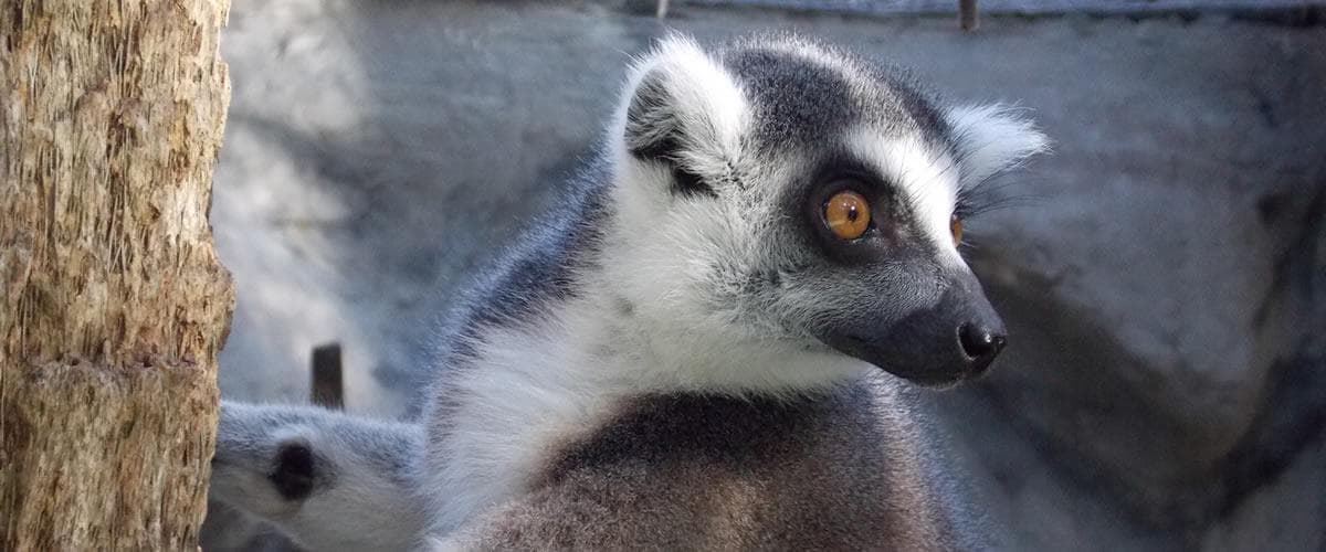 Ring-tailed lemur perched on tree branch in zoo habitat