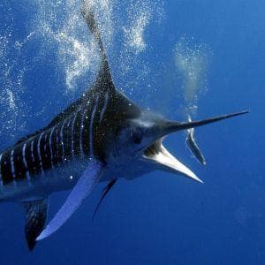 Blue marlin breaching underwater in clear Caribbean seas