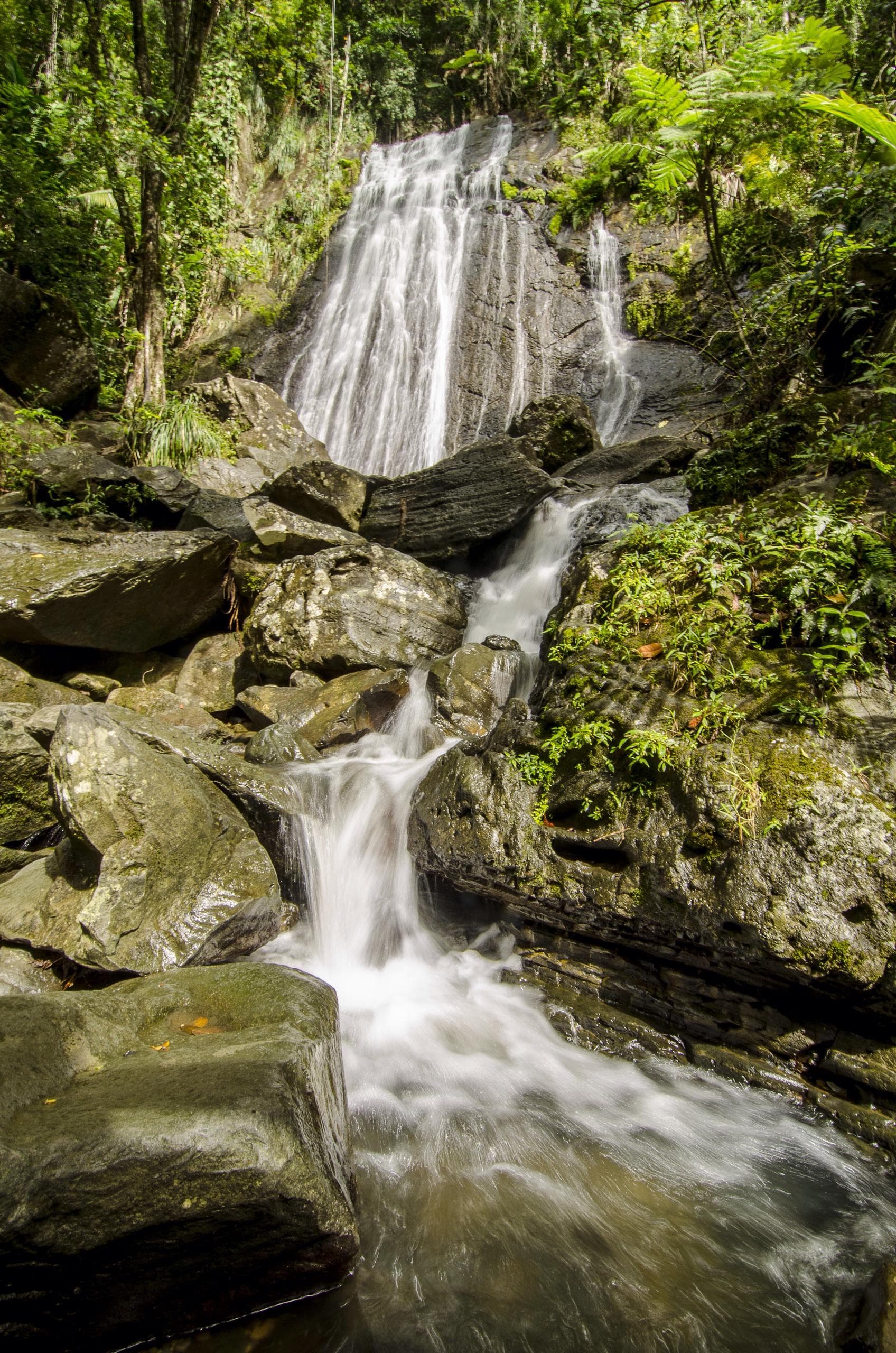 Explore El Yunque & BioBay Adventure in Puerto Rico
