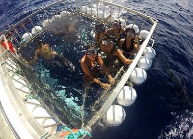 Hawaii Adventure Diving team