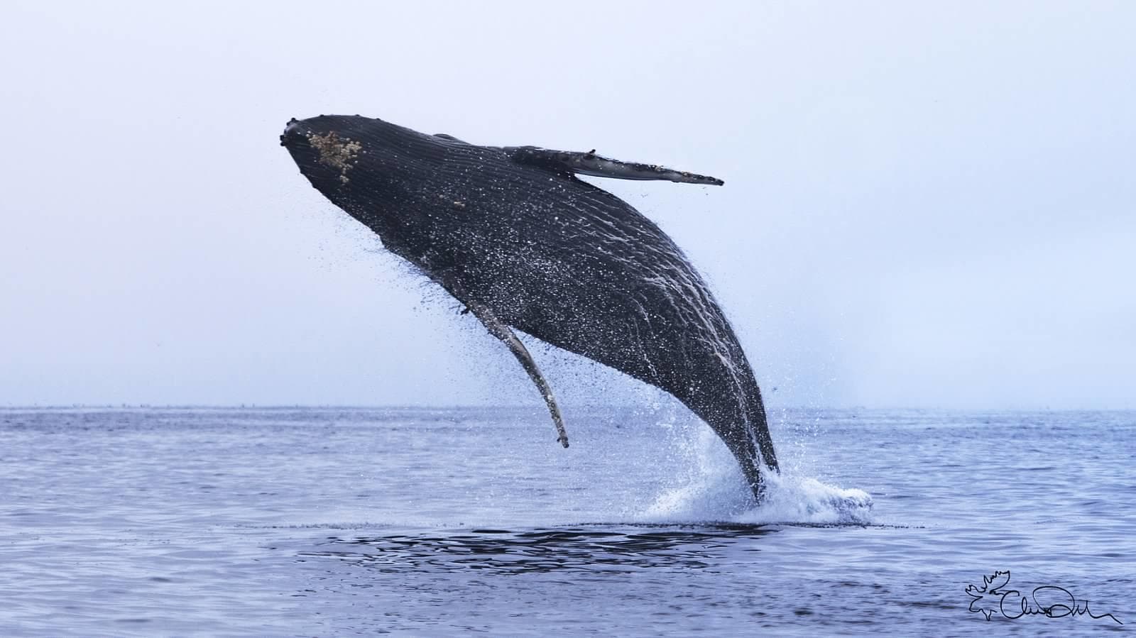 Sanctuary Monterey Bay Whale Watch (2-3 hours) | Whale Watch in Moss Landing, California
