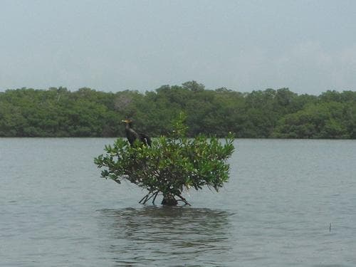 2-Hour Kayak Rentals with Adventures Kayaking in Fort Myers Beach
