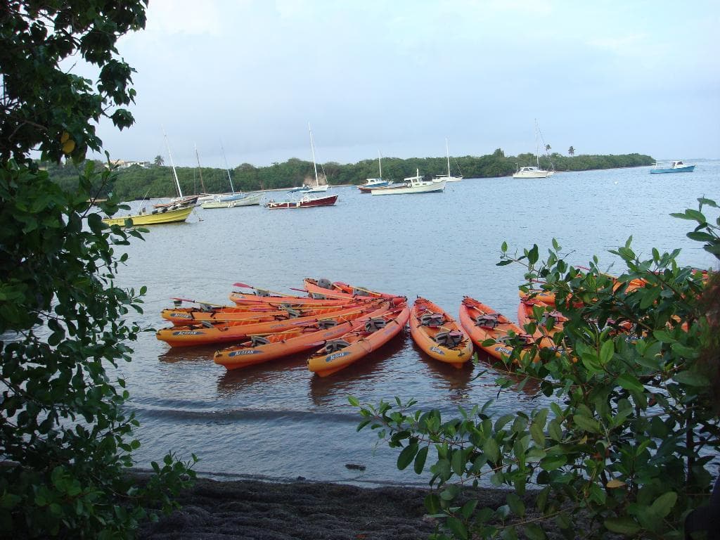 Orange kayaks moored along tropical shoreline in Puerto Rico