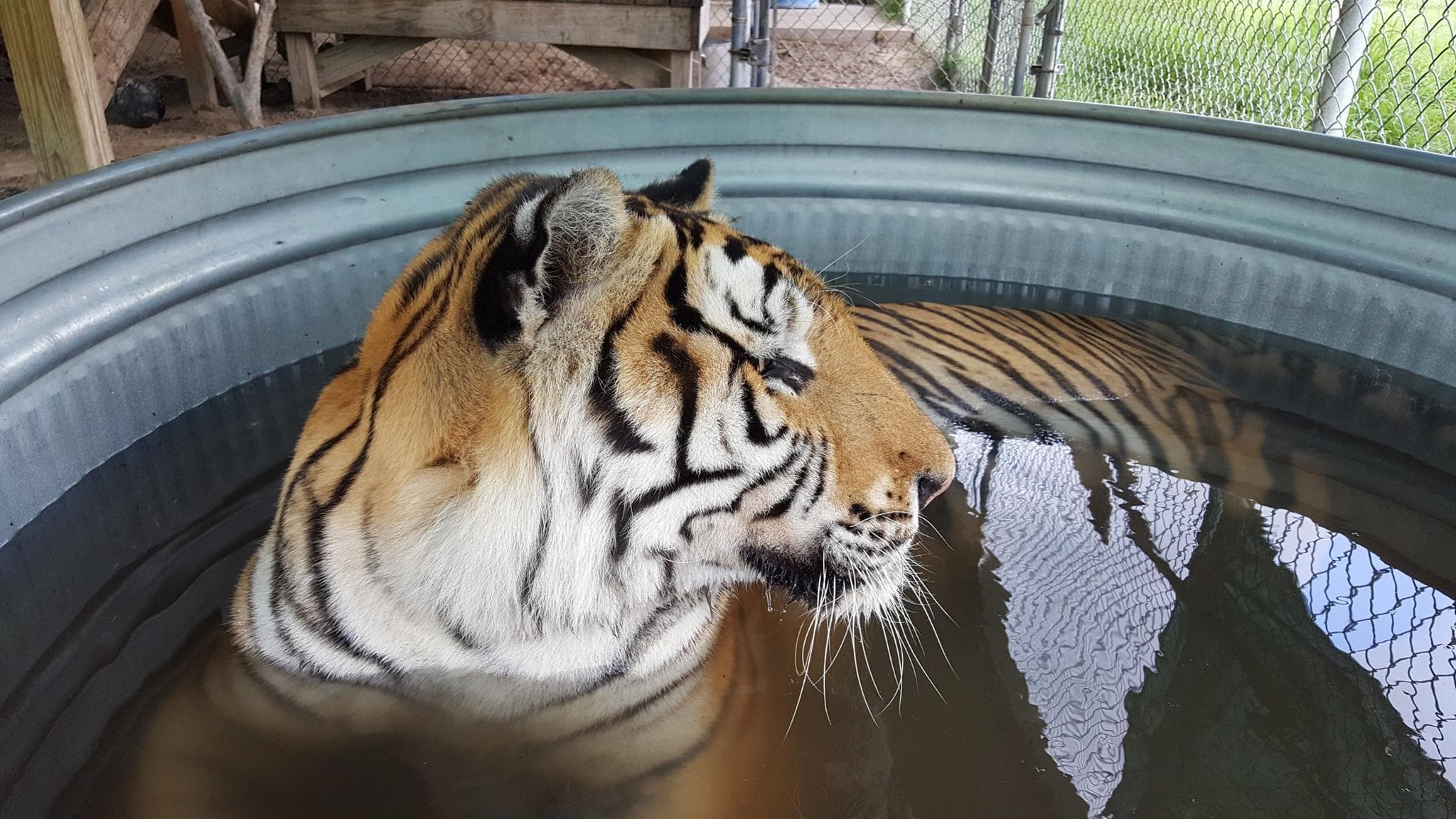 Tiger soaking in water tub at rescue sanctuary enclosure