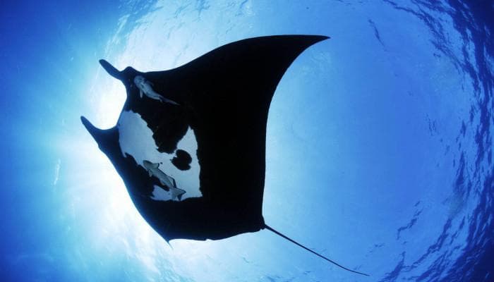 Manta ray silhouette gliding in blue ocean, manta dive experience