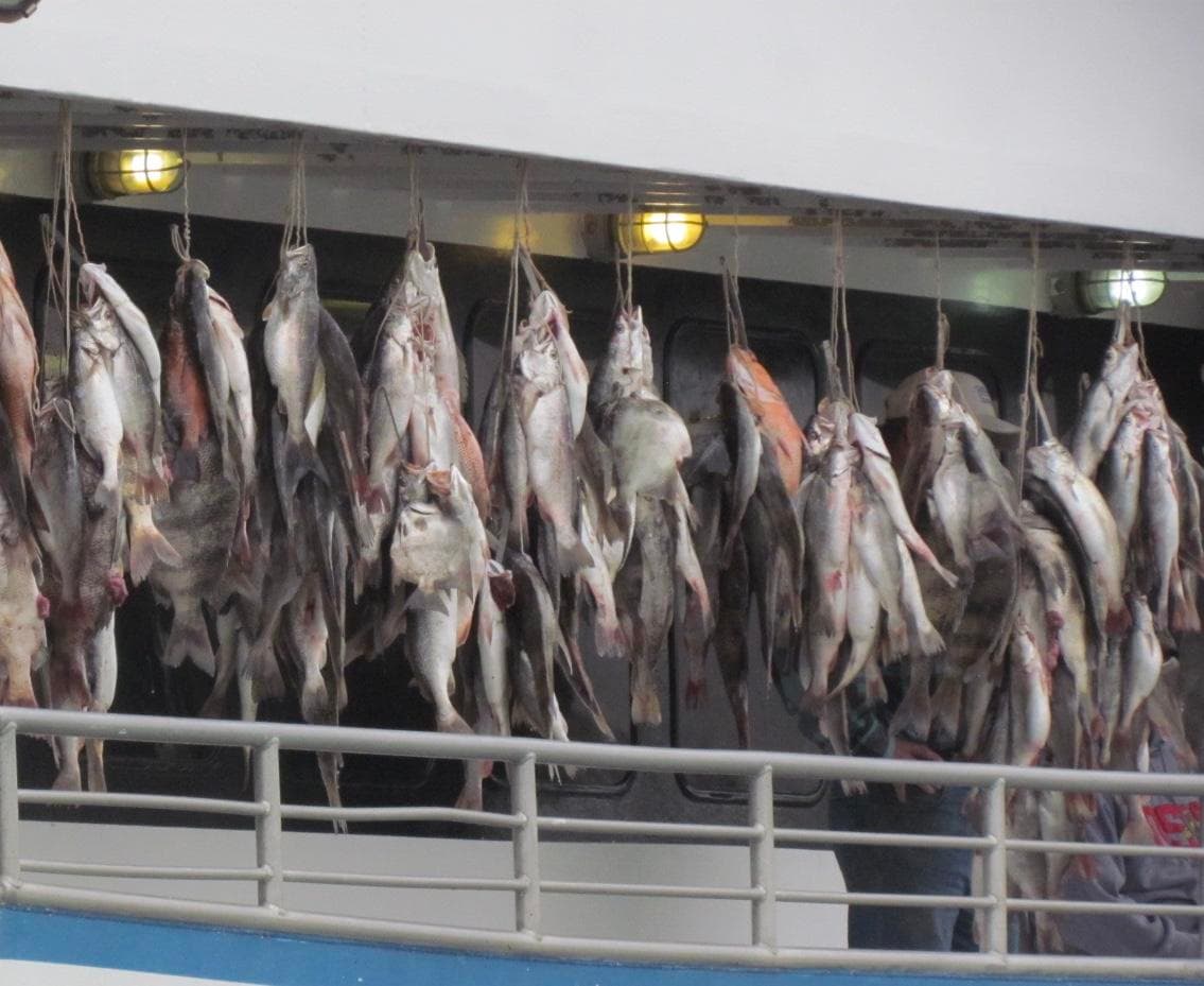 Deep Sea Fishing with Williams Party Boats in Galveston