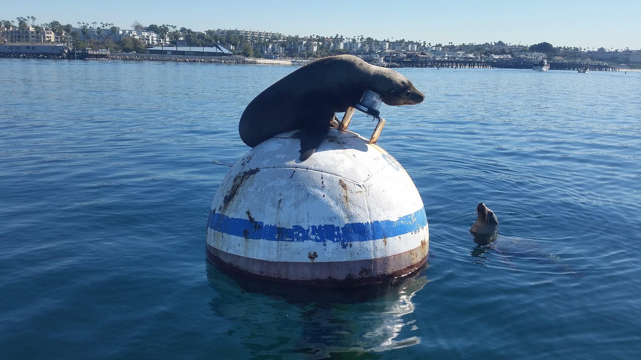 Sea Lion SUP Tour in Marina del Rey, California