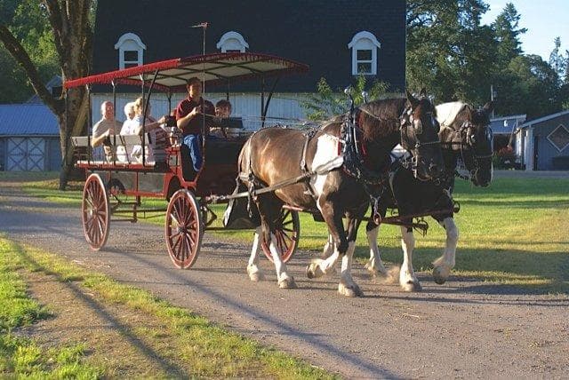 Horse-drawn wagon tour carrying passengers through vineyard