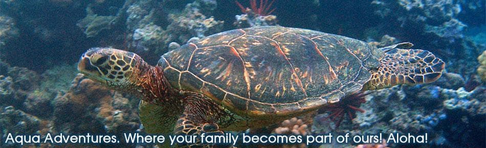 Sea turtle swimming over coral reef during Maui snorkeling tour
