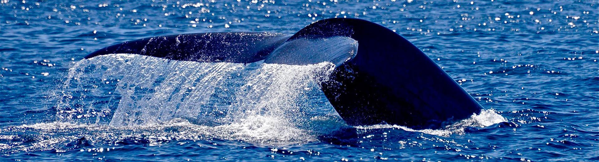Humpback whale tail fluke arching above deep blue sea