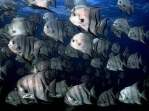 Dense school of jacks schooling near reef, dramatic underwater