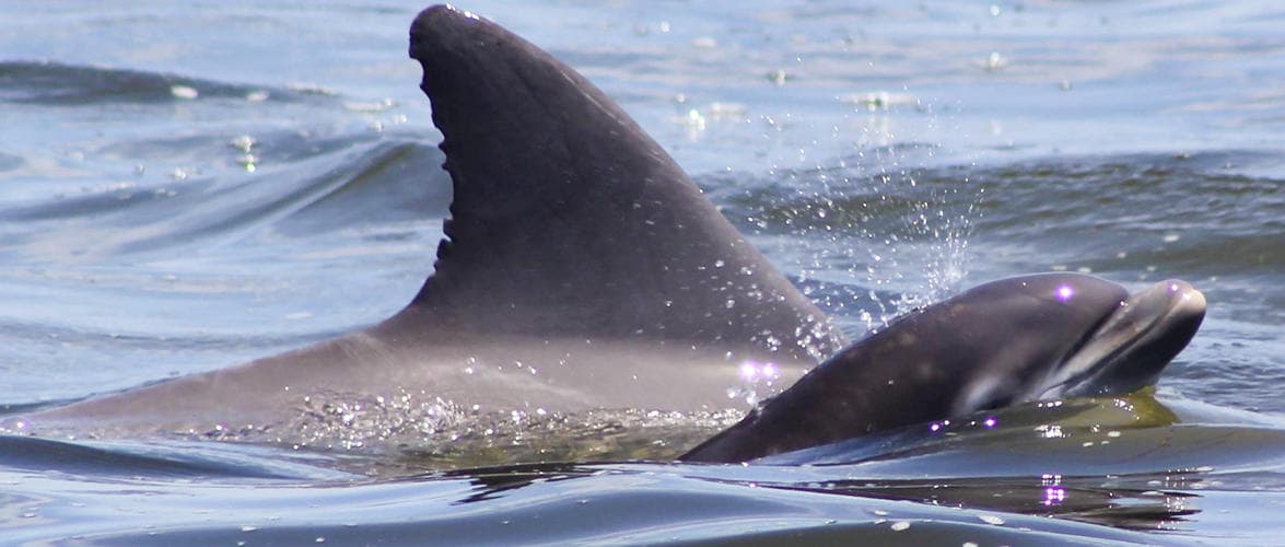 Afternoon Dolphin Watch: Explore The Outer Banks’ Bottlenose Dolphins on a 2-Hour Cruise