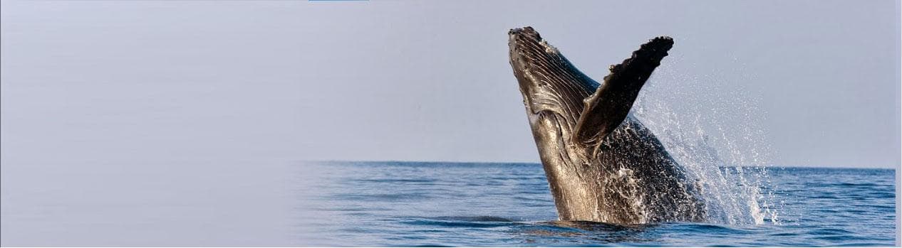 Humpback whale breaching off Maui coast during wildlife tour