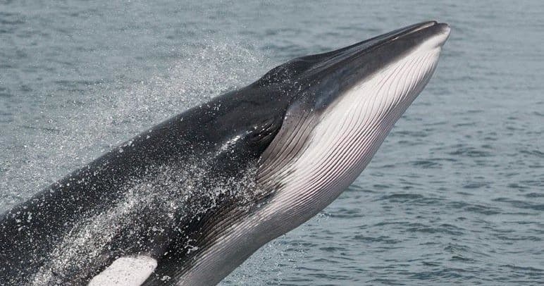 Close-up baleen whale breaching in open ocean wildlife tour