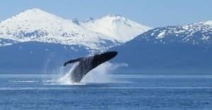 Whale Watching Tours in Juneau’s Pristine Waters