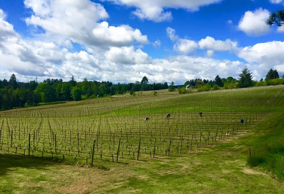 Rolling vineyard hills under blue sky, scenic wine country drive