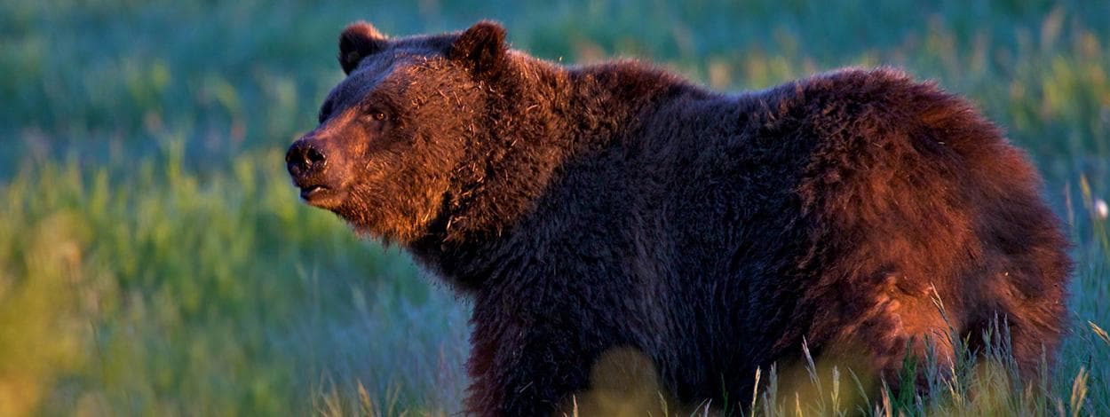Wildlife Tours with Grizzly Country in Grand Teton