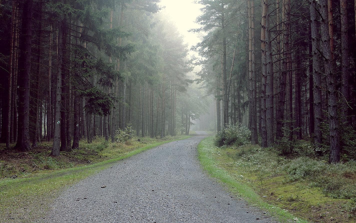 Gravel forest trail through pine woods for hiking and biking