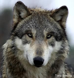4-Day Grand Teton & Yellowstone Tour by Jackson Hole Eco