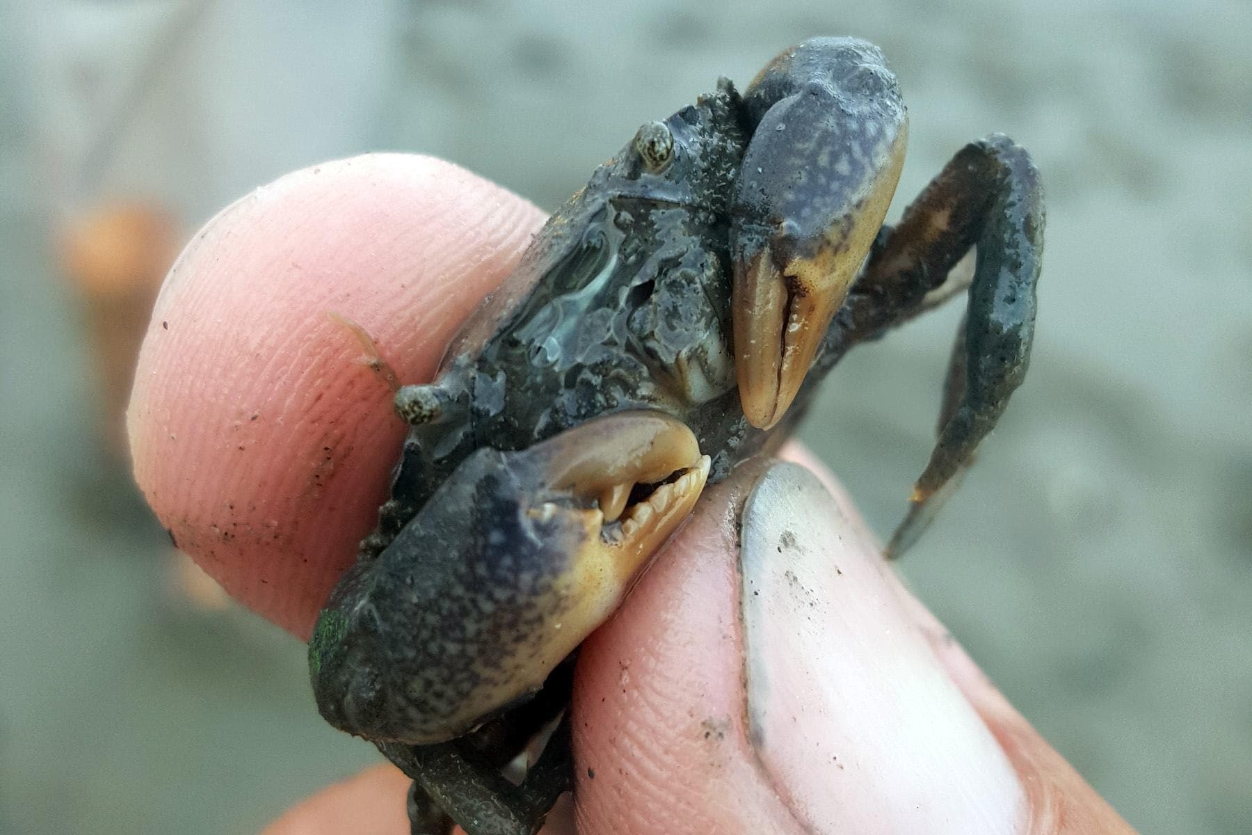2-Hour Salt Marsh Tour in Murrells Inlet, SC