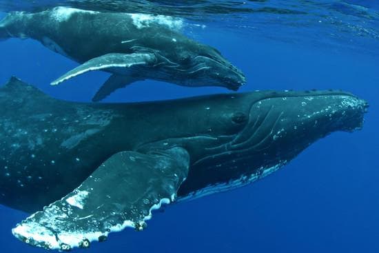 Body Glove Hawaii fleet