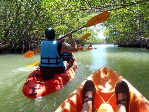 Kayakers paddling through mangrove tunnel, calm tropical water