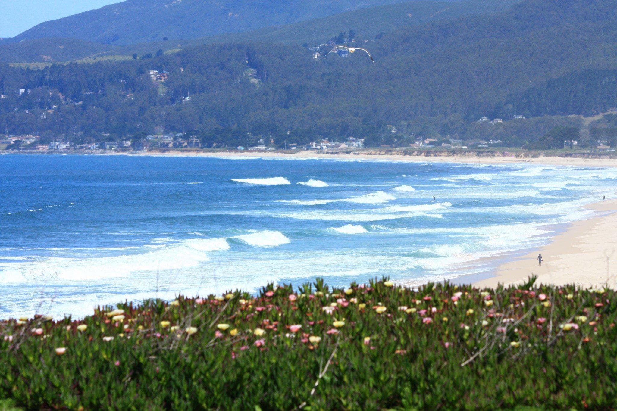 Coastal ocean vista with wildflowers overlooking sandy beach