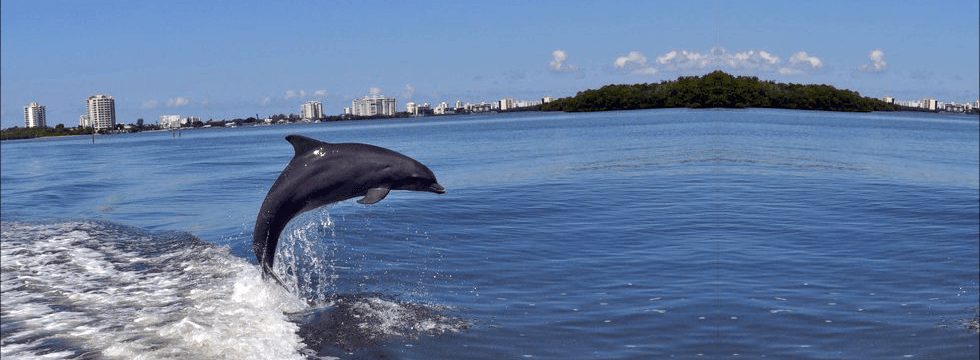 Dolphin Tours with Wind and Water Sports in Fort Myers Beach