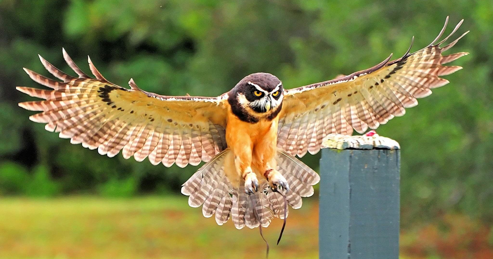 The Center for Birds of Prey team