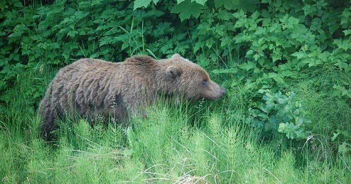 Grizzly bear roaming grassy shoreline amid dense Alaskan foliage